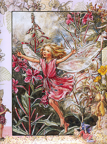 The Rose-bay Willow-herb Fairy